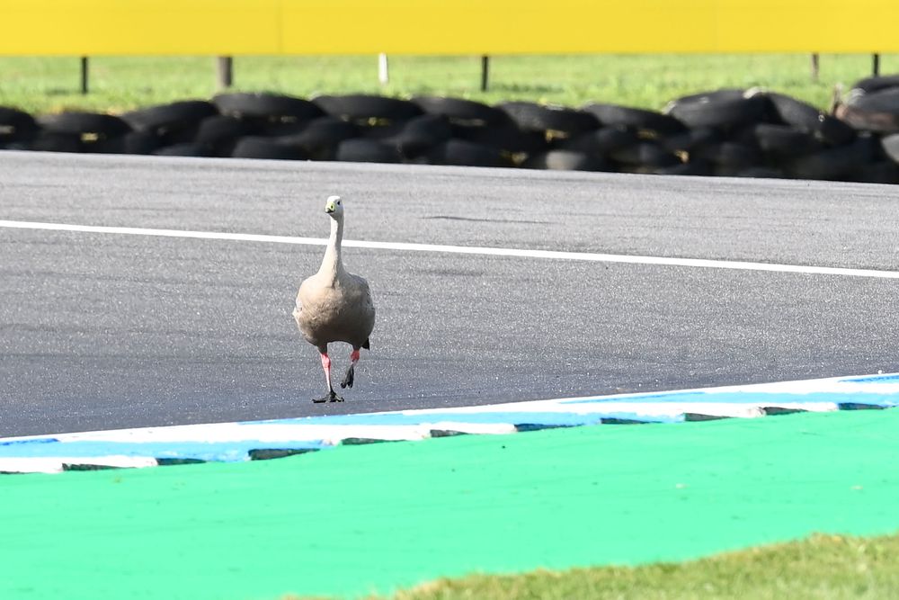 Is there a solution to Phillip Island's famous problem?